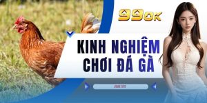 Kinh Nghiệm Chơi Đá Gà - Phân Tích 5 Tiêu Chí Chọn Chiến Kê Chuẩn